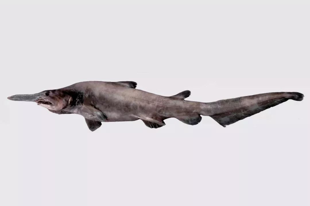 古布林鲨鱼图片