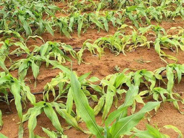 玉米苗期为啥出现叶片发黄干枯情况这几点补救措施要清楚