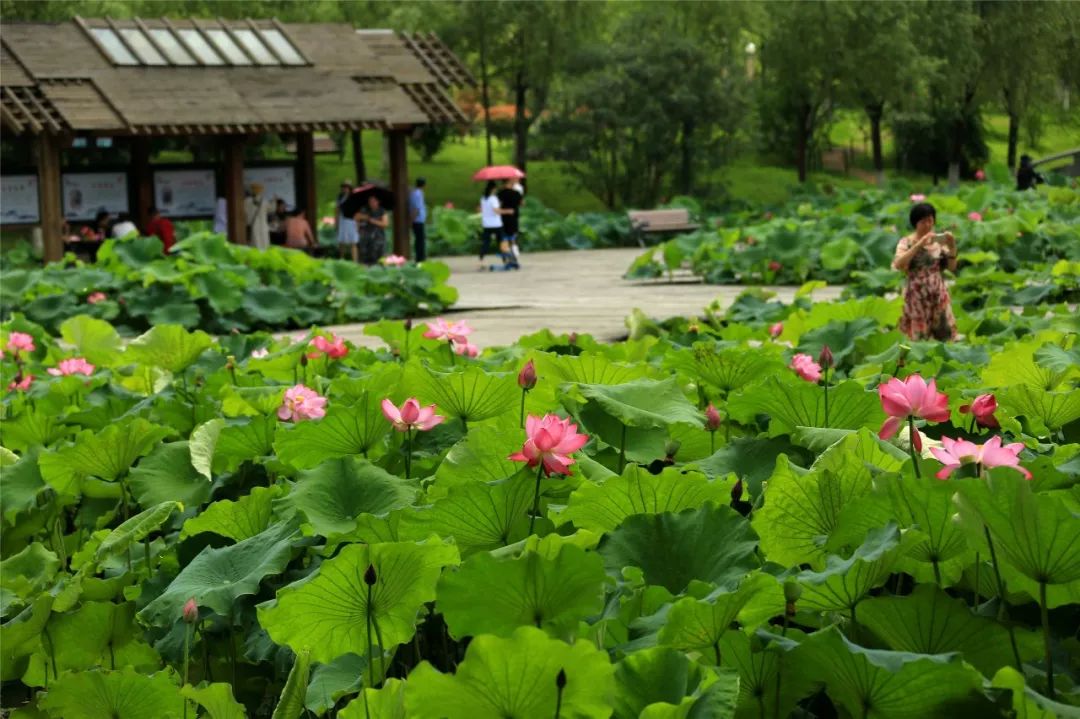 盘锦欢喜岭荷花池图片