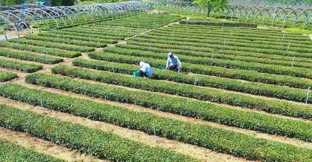 「美丽乡村」千亩茶田,万里飘香——晓望村