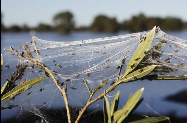 澳大利亚下雪了?不,这是在下蜘蛛