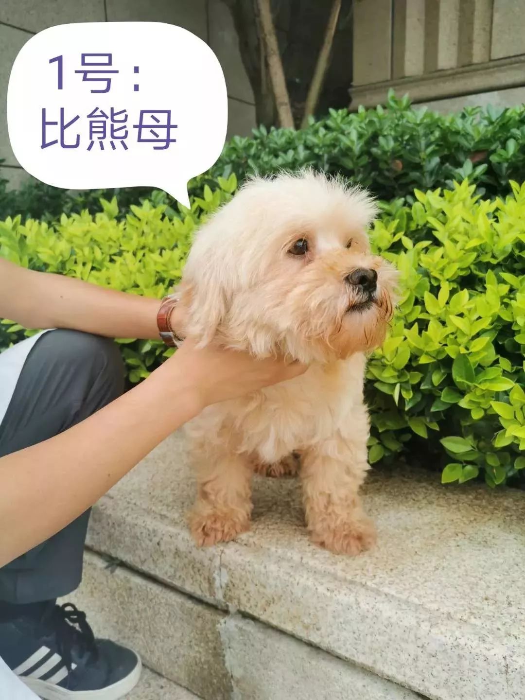 富阳区第二期犬只领养活动等你来报名