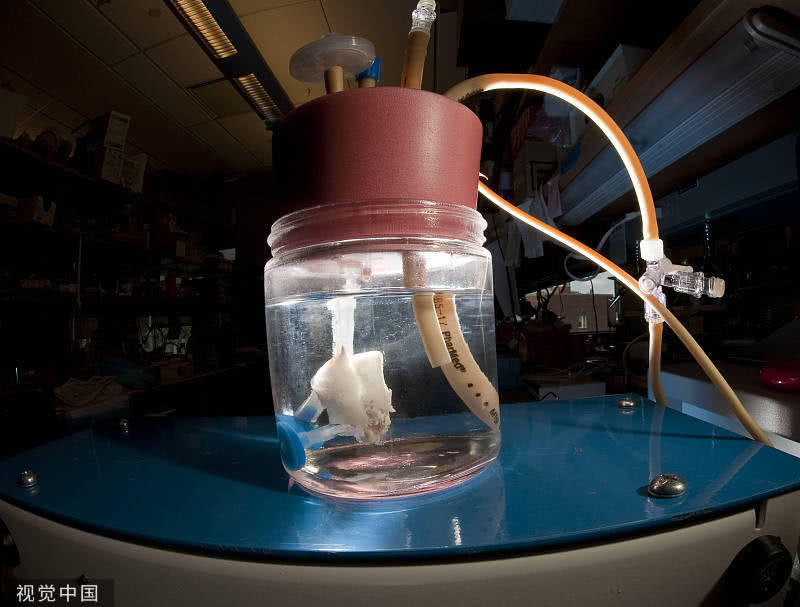 美国耶鲁大学教授成功培养可呼吸人工肺