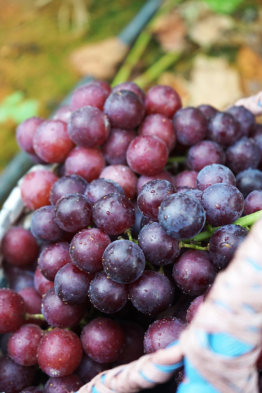 爆料贵港周边竟藏着一片世外桃源葡萄提子不仅可以采摘还能送到家