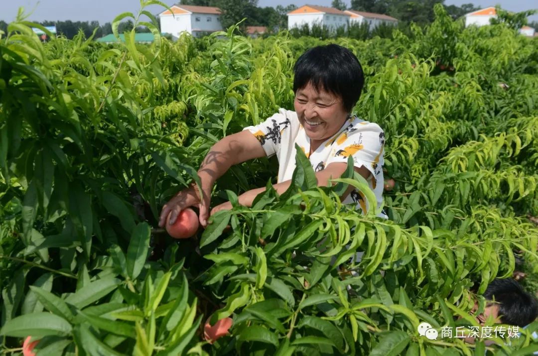 【壯麗70年·奮鬥新時代】寧陵:黃沙地上築綠夢_公園