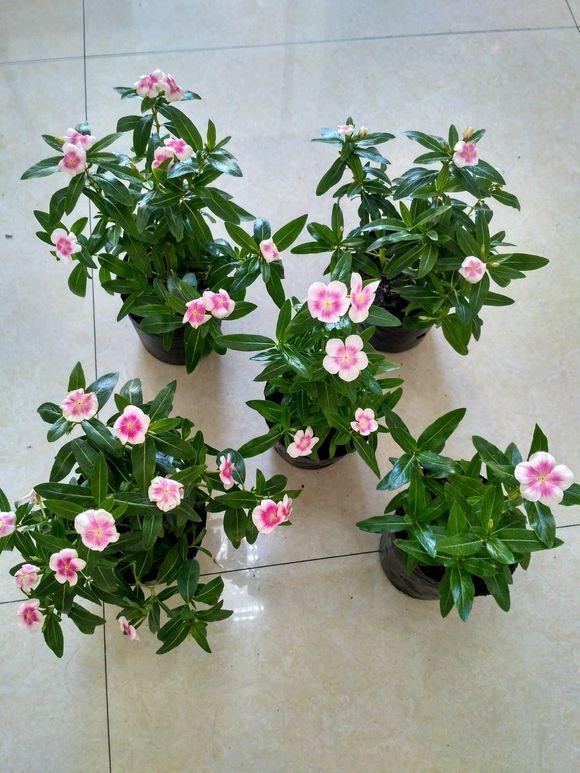 扦插长春花,有1个"技巧",1棵养出30棵,棵棵开爆盆,美呆了