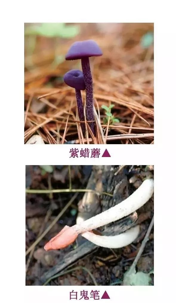 1,毒菌多生长在阴暗,潮湿的肮脏地带;2,有毒的野生菌色彩特别艳丽