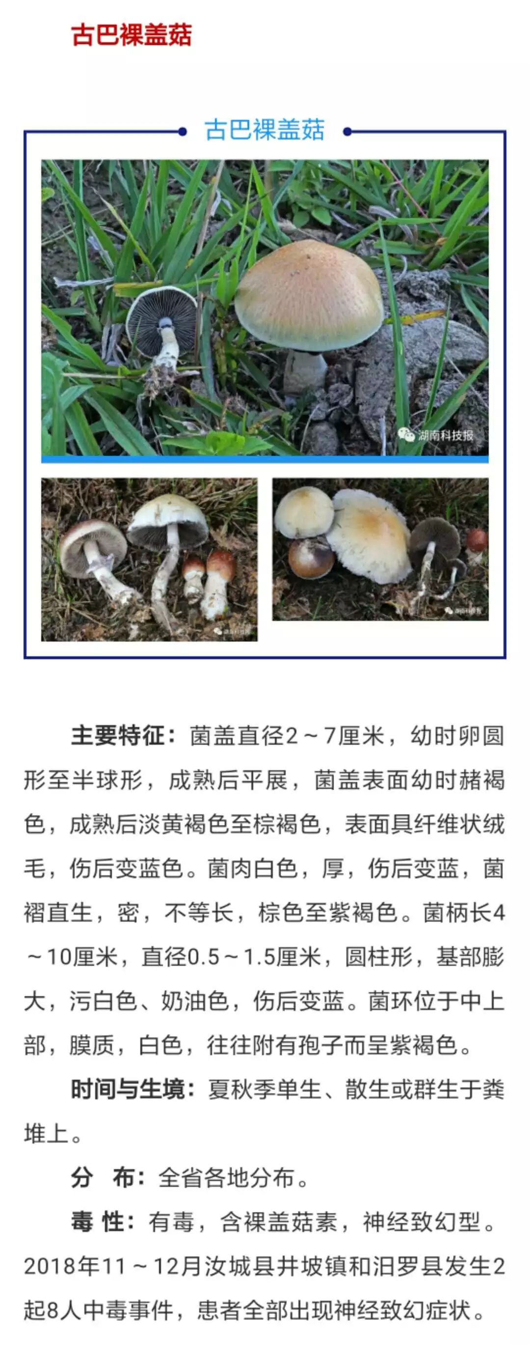 误食毒蘑菇可致丧命权威专家教你识别常见毒蘑菇