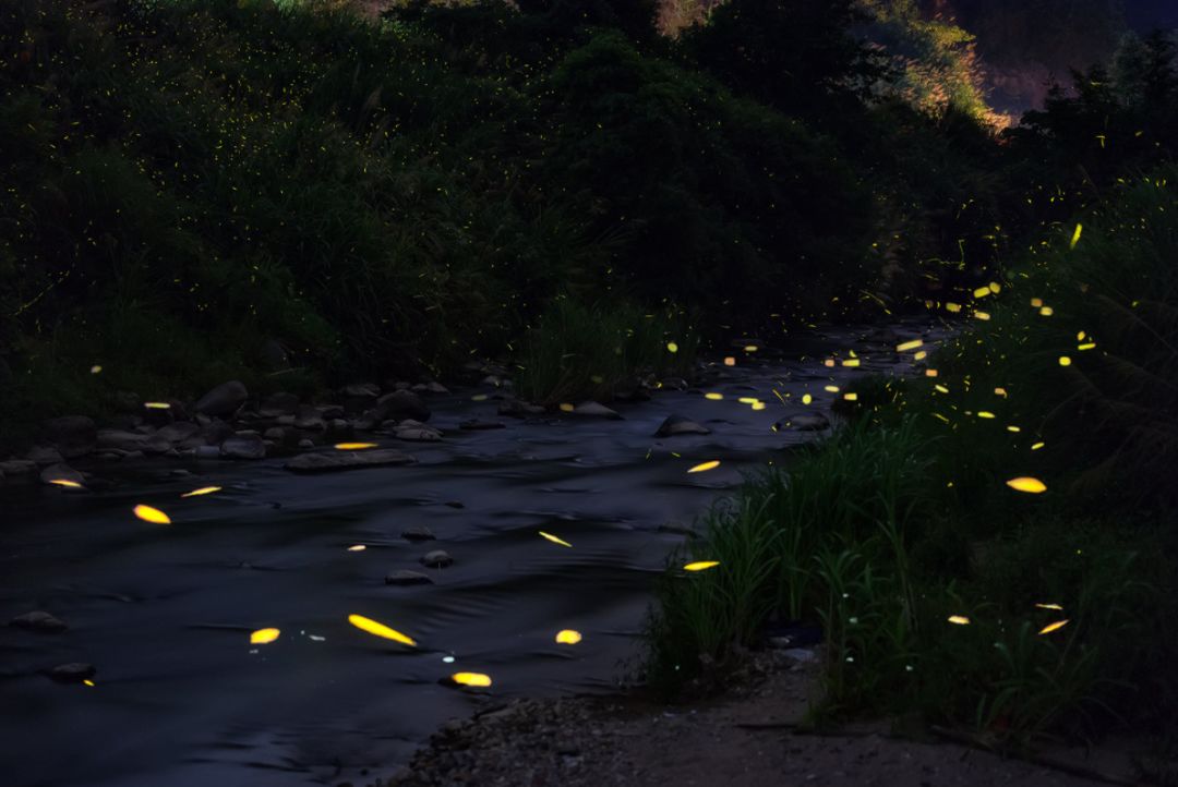 免费耍成都周边の小众秘境藏着夏夜里的萤火精灵