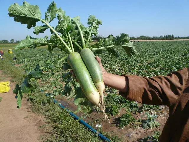 小萝卜种出大产业看武清田水铺的青萝卜如何带动乡村振兴