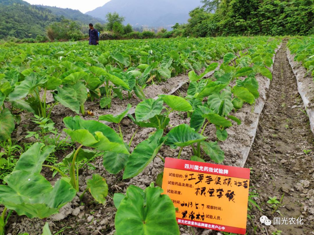 试验示范根宝套餐在红芽芋上的促长壮苗示范