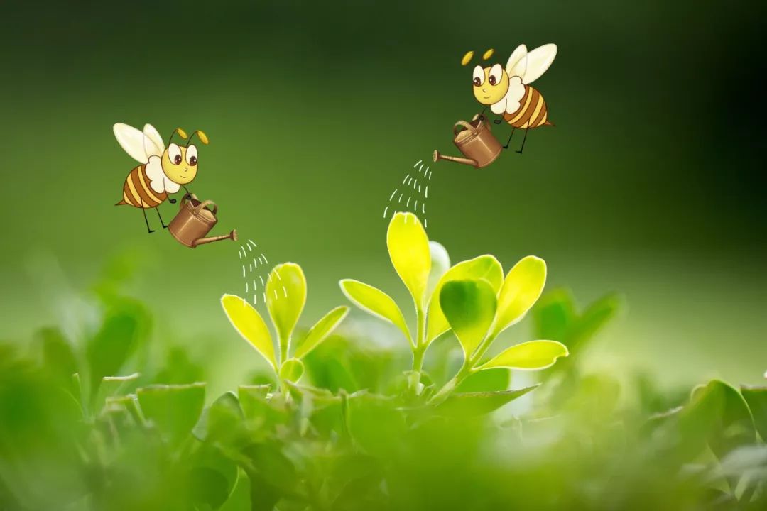 小蜜蜂和田旋花