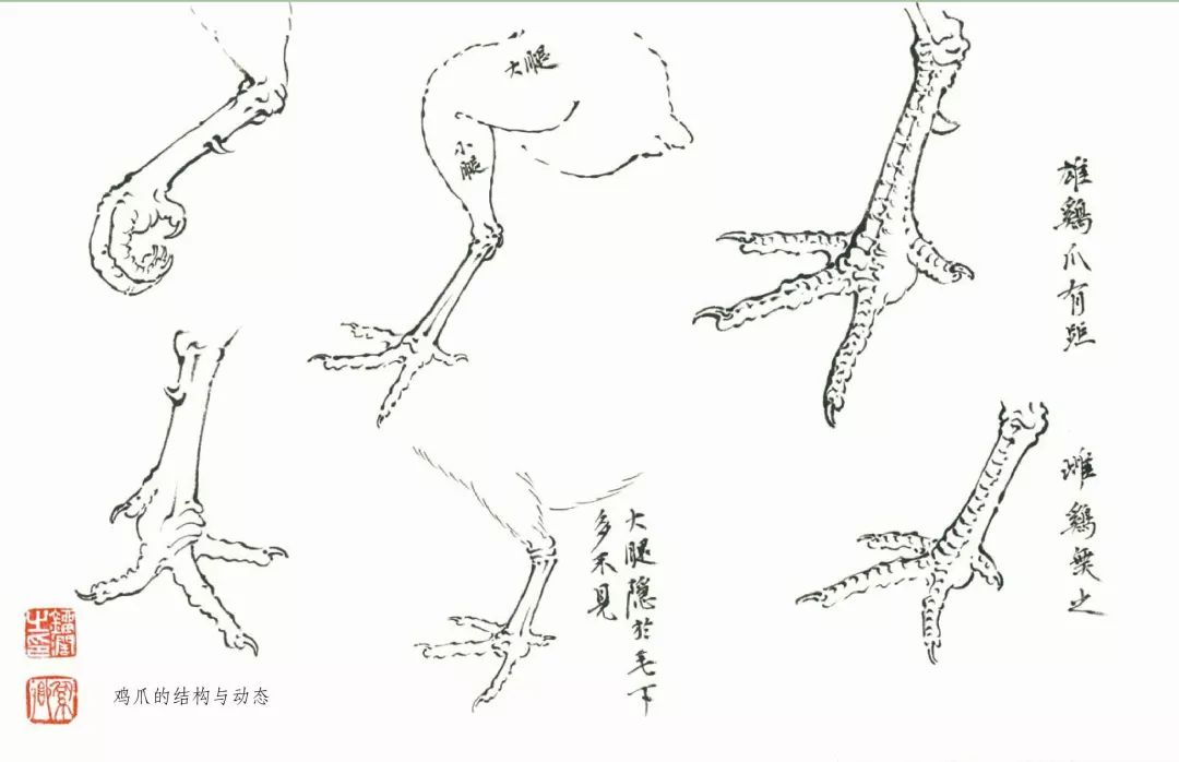 大公鸡的脚怎么画图片