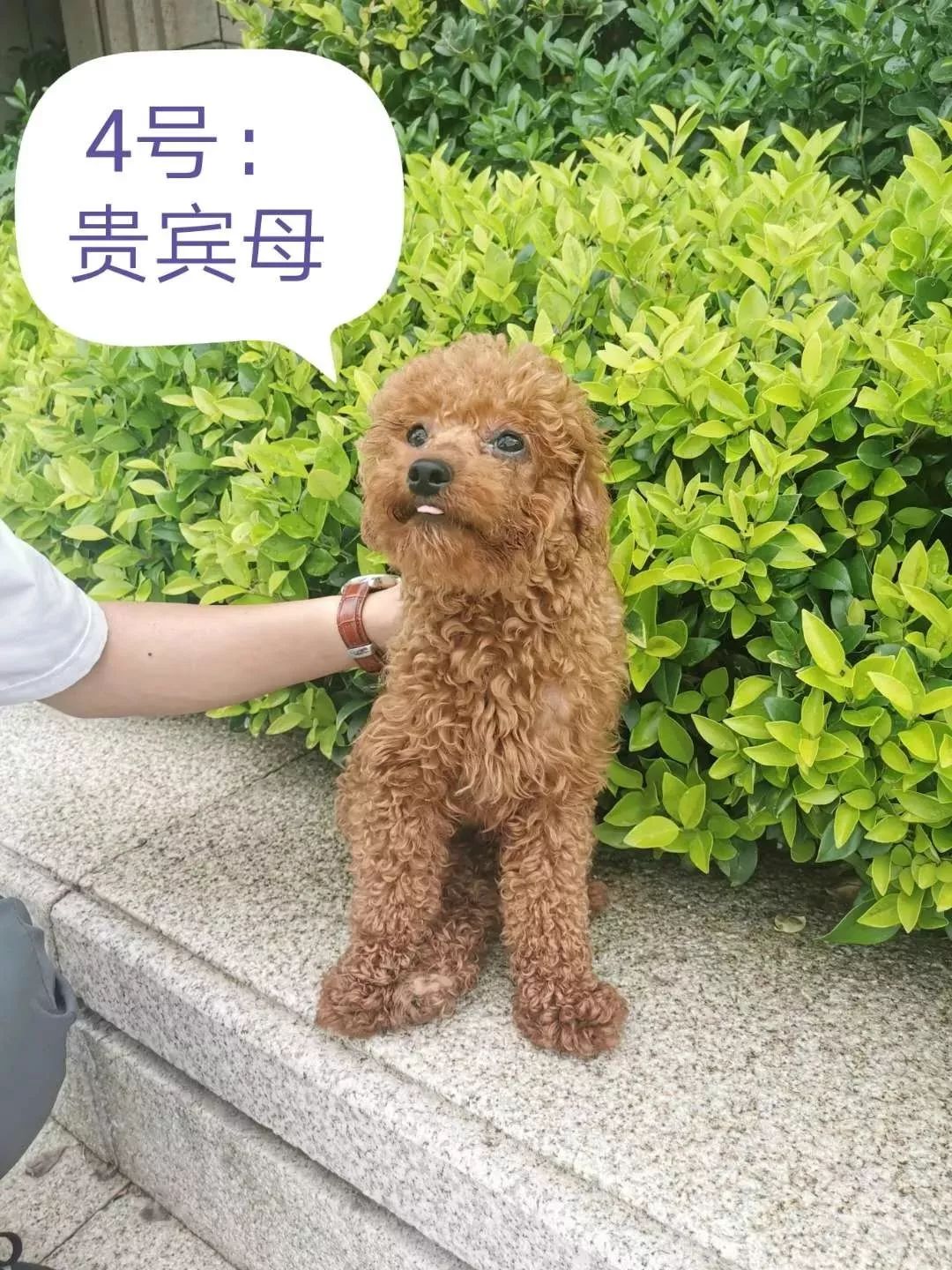 富阳区第二期犬只领养活动等你来报名
