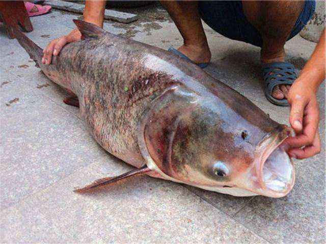 夏季钓鲢鳙技巧和饵料配方