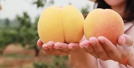 堪称水果界"李佳琦"!_黄桃