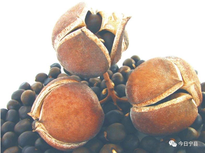 宁县山沟沟的木瓜瓜很多人都没见过