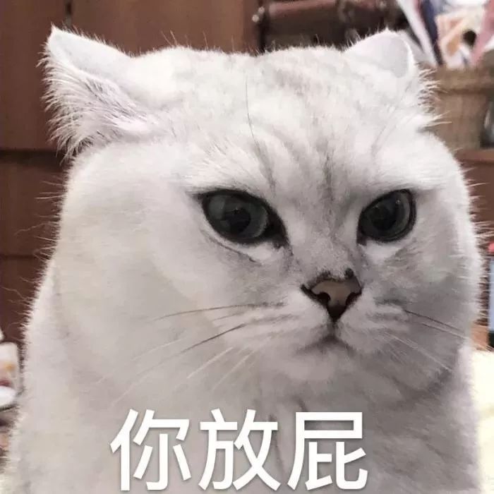 全新猫咪表情包