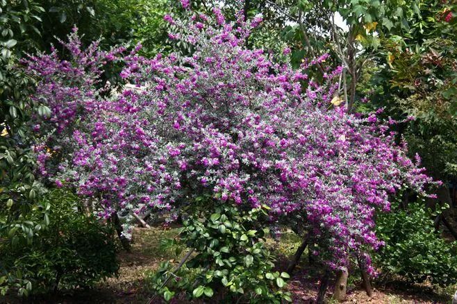 每日一花红花玉芙蓉夏秋开花花冠铃形紫红色
