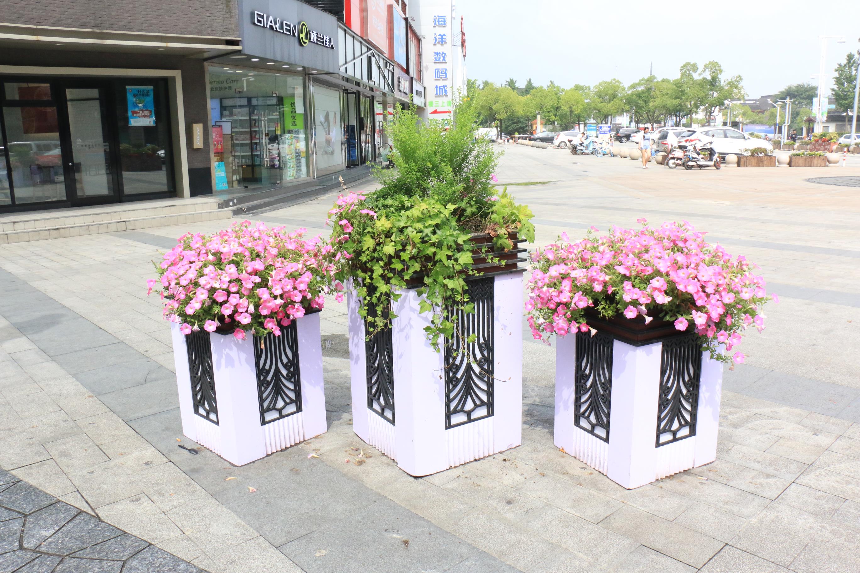 区园林中心营造城区花街氛围喜迎七一