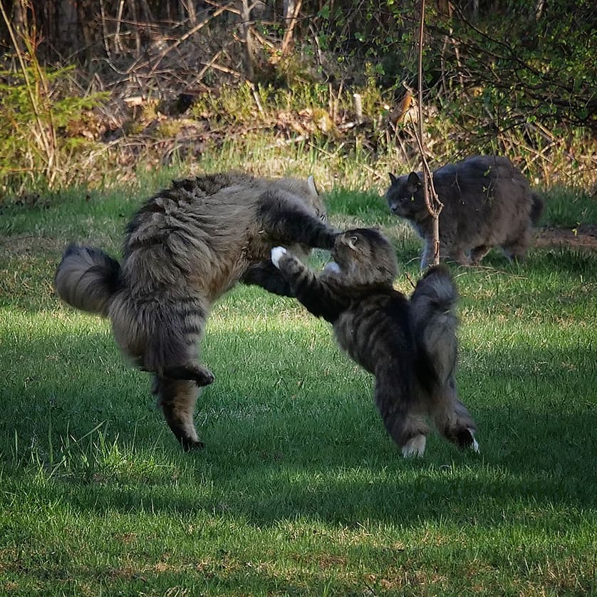 长毛猫之间打架好像武林高手过招,霸气十足啊!