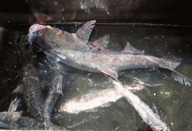 禁渔期截止6月30日24时那就是钱塘江流域首个禁渔期就快结束啦!