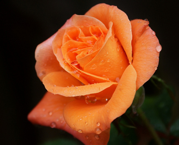 最美的玫瑰花图片清新图片