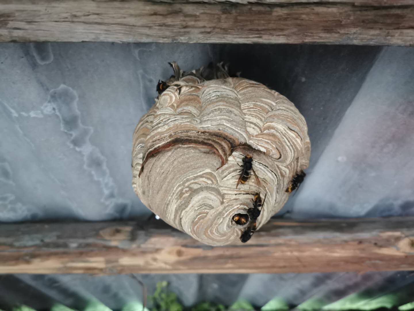 马蜂在居民楼外筑巢 消防员摘蜂窝除隐患