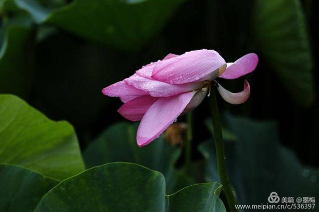 洛陽雨後初晴賞雨荷國花園衍秀湖荷花滿塘大珠小珠落玉盤