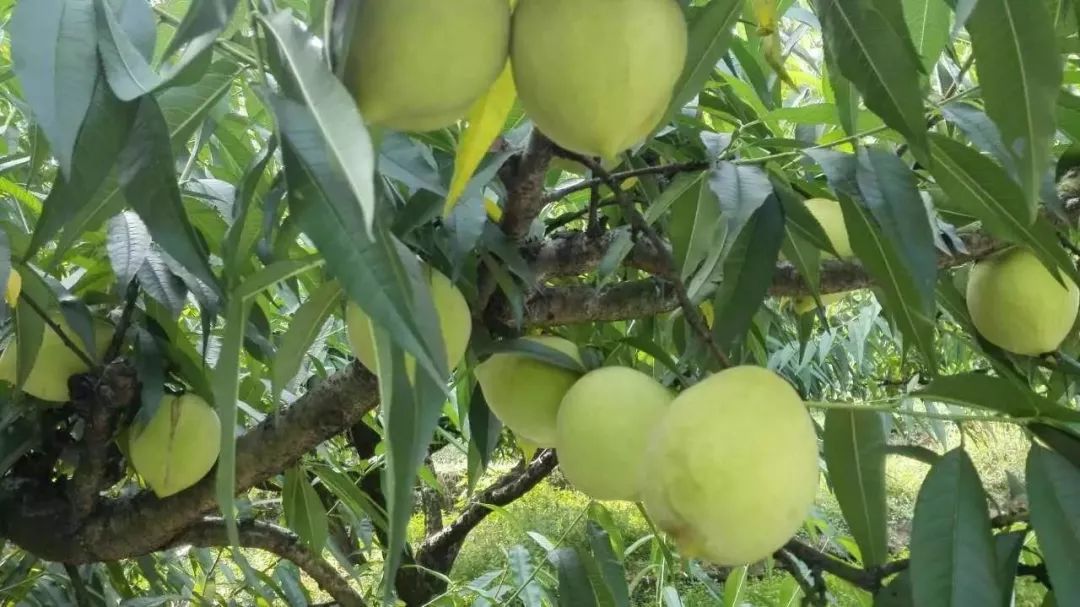 巴南的香桃熟了吃货们赶紧看过来