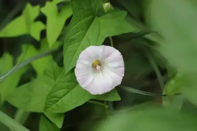 原创河南的勾勾秧儿日本的昼颜