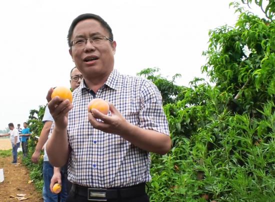 镇平:县领导网络直播为农产品做代言