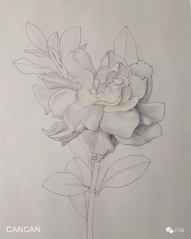 教你画一朵纯洁无瑕的栀子花