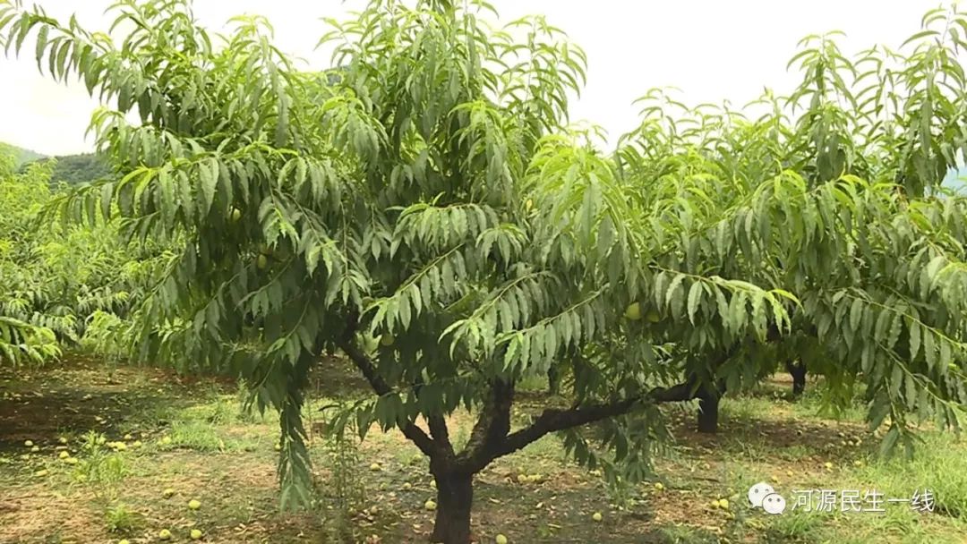 洪灾过后连平上坪鹰嘴蜜桃遭遇重创今年产量锐减