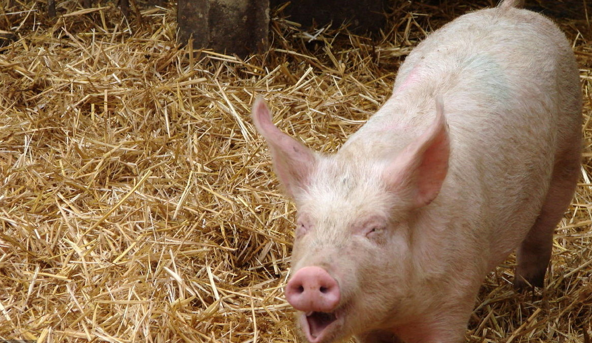 农村散养猪高热症的治疗原则,常用药及方法
