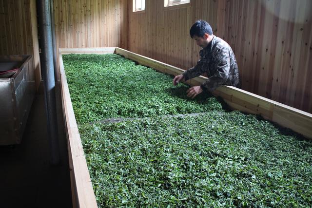 大红袍属于红茶吗很多人都搞错了