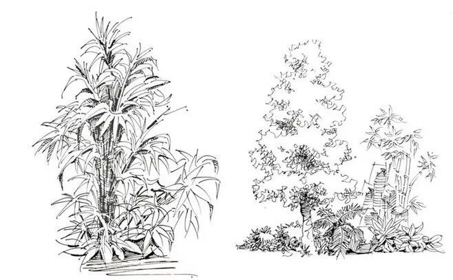 练完这些植物手绘麻麻再也不用担心我画不好风景速写啦