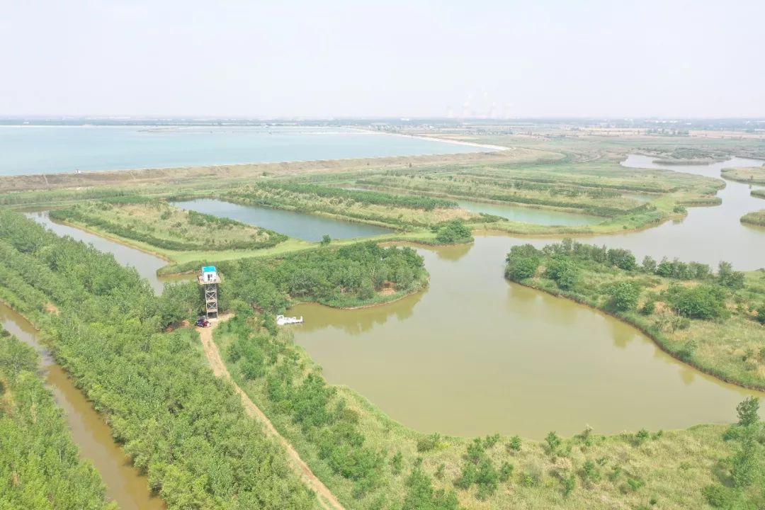 目前,江北水城宜养神州马颊河生态旅游度假区(马颊河林场湿地)内森林