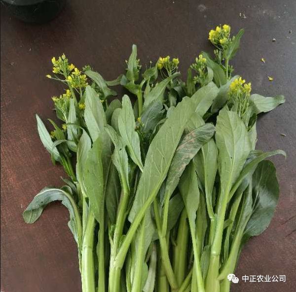 中正农业再次联合省农科院进行"南菜北种"试验项目 成功试验品种达50