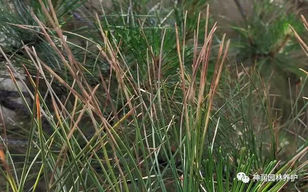 产品实地推广松赤枯病的防治方案