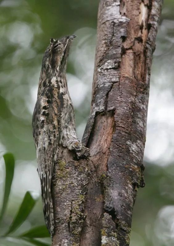 100种怪鸟真是太罕见了见过这5种算你牛