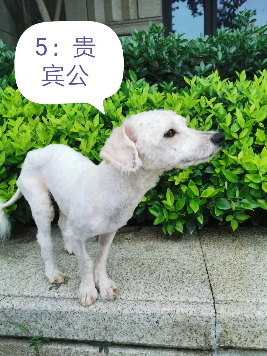富阳区第二期犬只领养活动等你来报名