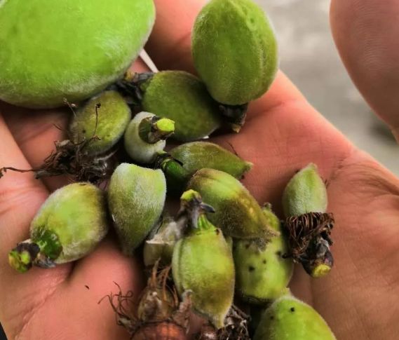 植保桃树落果的原因及防治措施