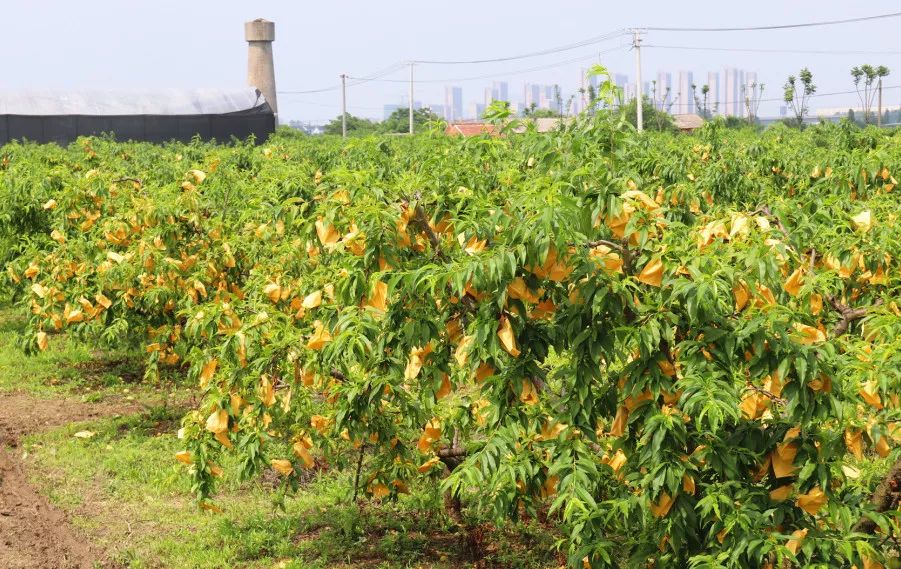 园中园丨水蜜桃的季节让我拥抱你一夏