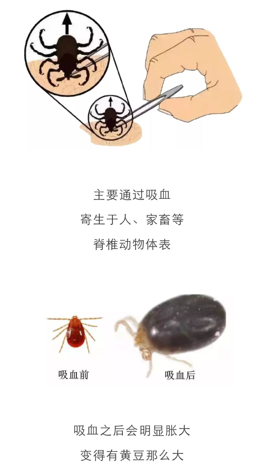 暗黑大帝无形体图片