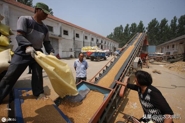 你的小麦卖了吗?价格行情有跌有涨!今天小麦多少钱一斤?