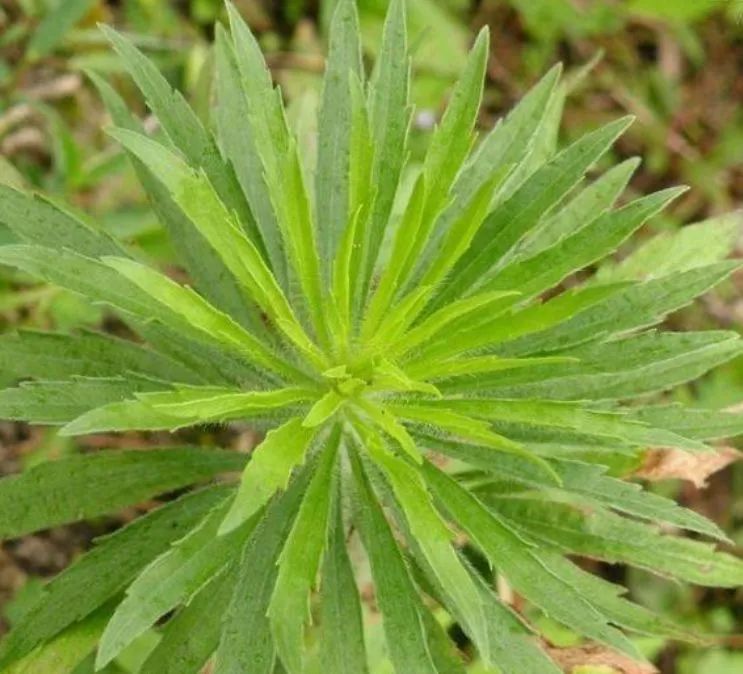 作为外来物种,曾是祸害农作物的野草,现在成为良药还能做饲料!_小蓬