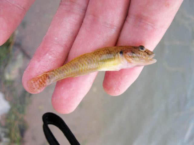 原创模样像鲶鱼,身上有花斑,钓鱼人又爱又恨的"爬地虎"鱼