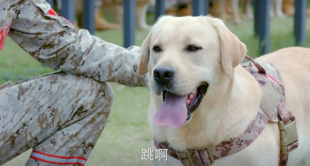 神犬小七化身搜救犬,向民间公益搜救队致敬