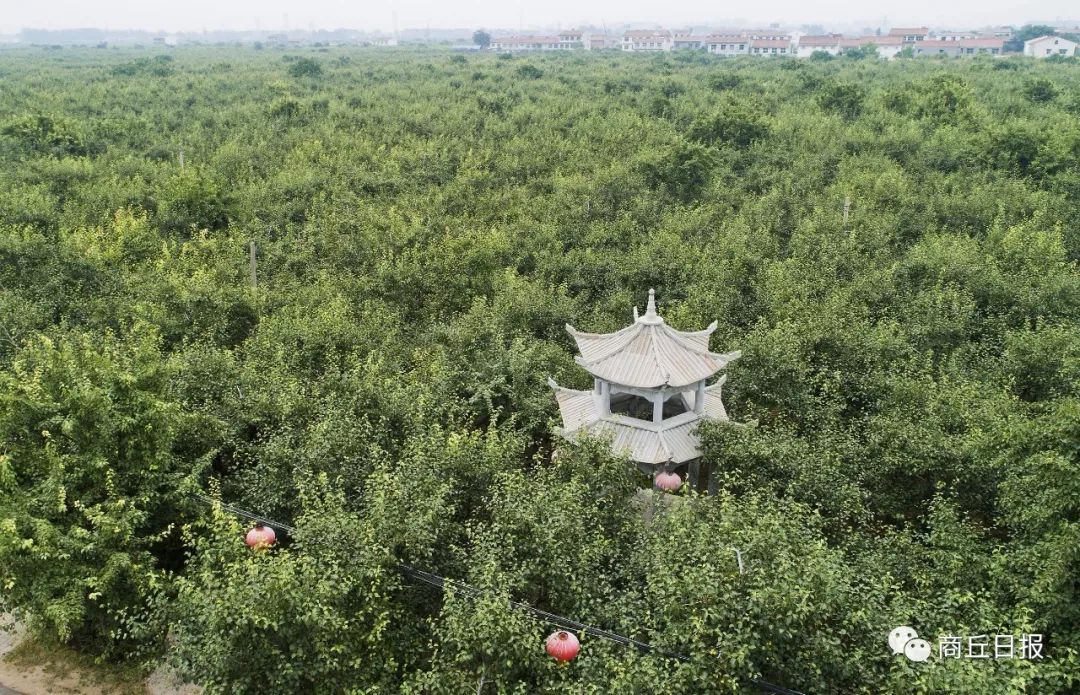 目前,宁陵县拥有林业用地28.9万亩,活立木蓄积152.
